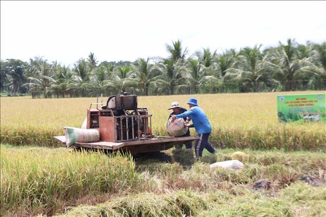 loi-nhuan-tai-cac-mo-hinh-trong-lua-giam-phat-thai-thi-diem-tang-30