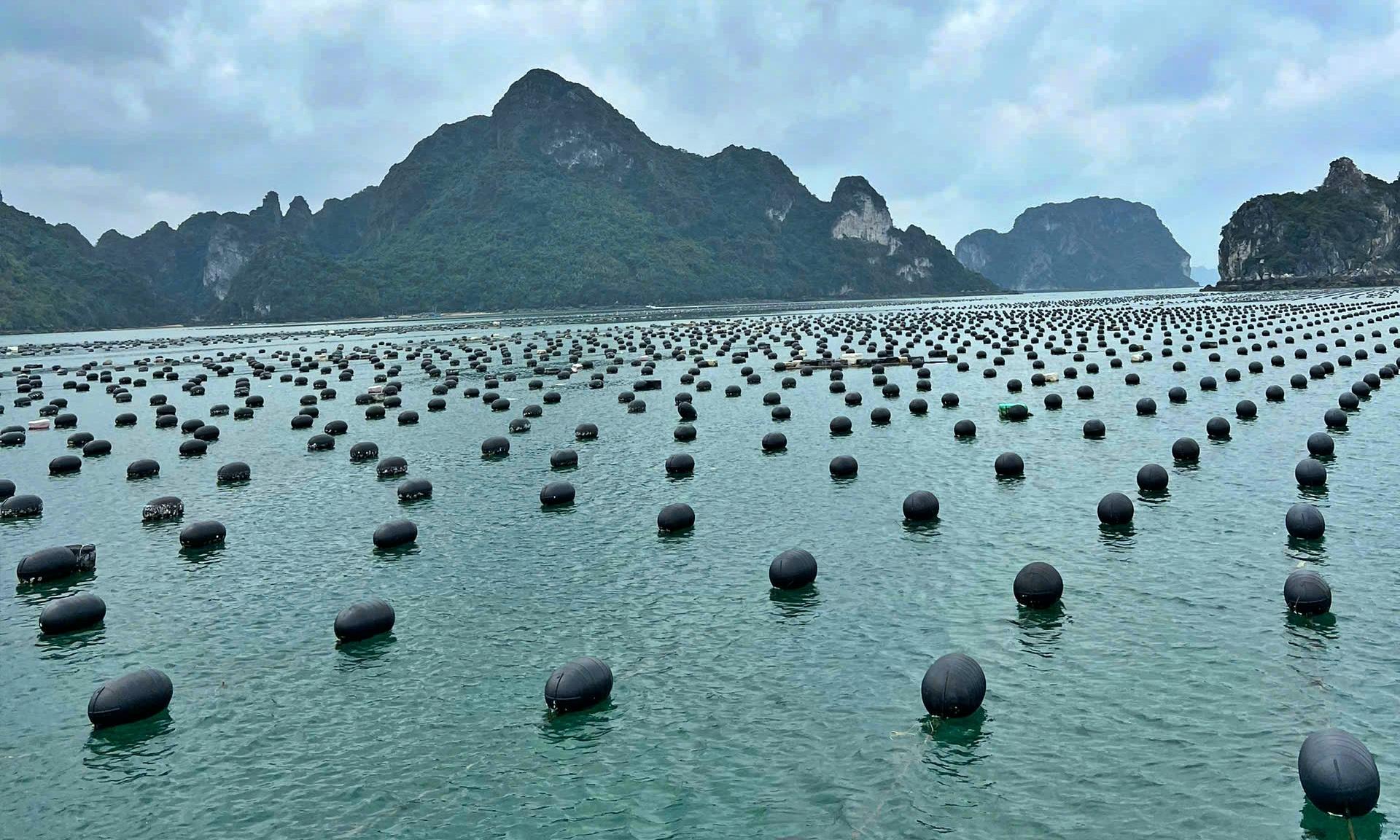 Nông dân mất trắng chục ngàn tỷ vì bão, bảo hiểm nông nghiệp ở đâu?