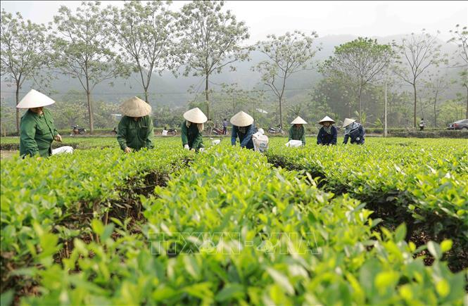 thuc-day-sap-xep-doi-moi-nang-cao-hieu-qua-hoat-dong-cong-ty-nong-lam-nghiep