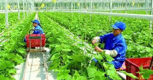 Đã có nhiều ưu đãi tín dụng cho lĩnh vực nông nghiệp