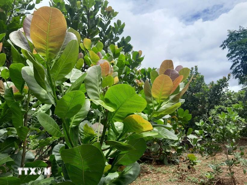 Tìm cách tăng năng suất, sản lượng bền vững cho cây điều