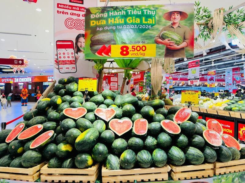 Loạt doanh nghiệp bán lẻ vào cuộc 'giải cứu' dưa hấu Gia Lai