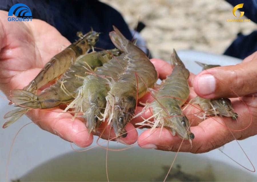 tiet-kiem-chi-phi-nuoi-tom-dong-hanh-bao-ve-moi-truong-voi-advance-pro