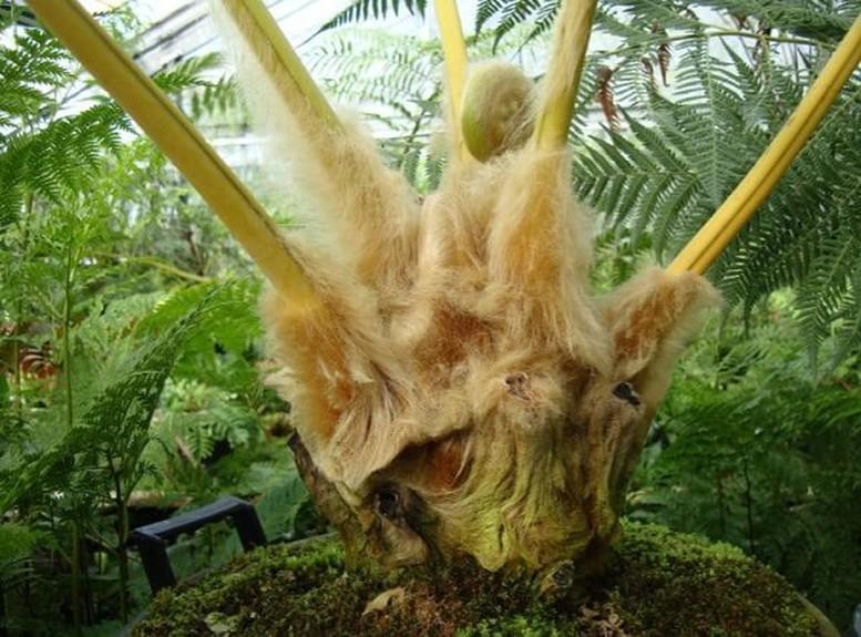 cong-bo-han-ngach-xuat-khau-quoc-te-doi-voi-cac-loai-cau-tich-rang-go-nam-2026