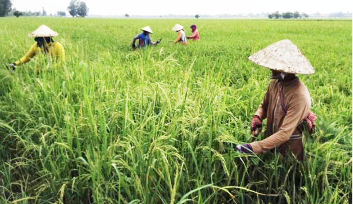 nghich-ly-von-cho-nong-dan-tien-khong-thieu-nhung-khong-de-vay