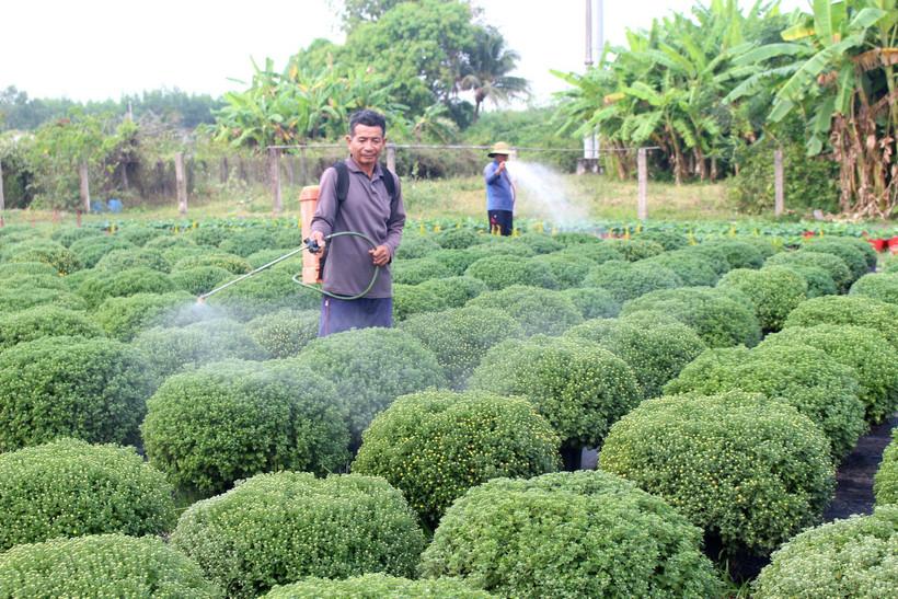 Lâm Đồng: Vụ rau, hoa phục vụ Tết Bính Ngọ vào giai đoạn "nước rút"