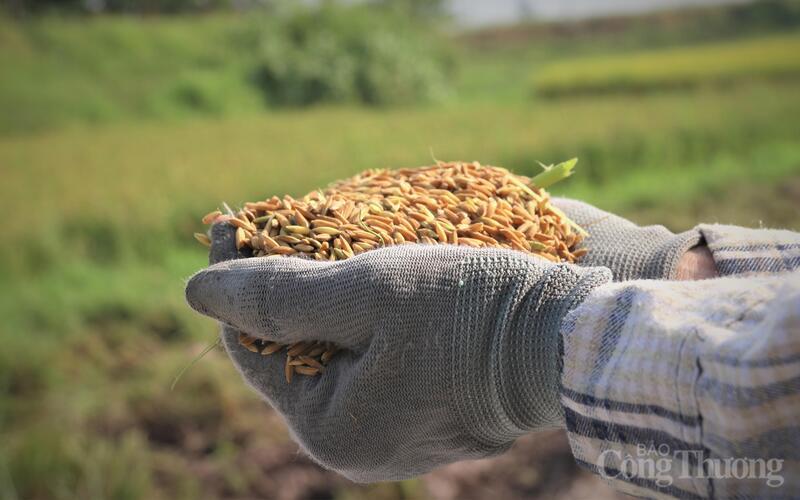 Gạo giảm phát thải mở đường nâng tầm xuất khẩu gạo Việt