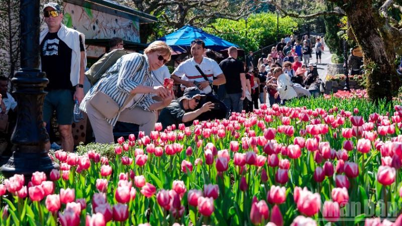 hang-nghin-du-khach-do-ve-ngam-hoa-tulip-tren-dinh-ba-na-da-nang