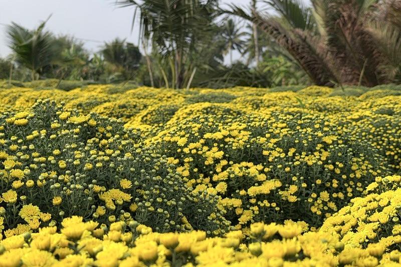 tiktok-shop-ho-tro-nha-vuon-tieu-thu-hon-2500-chau-cuc-mam-xoi-no-som