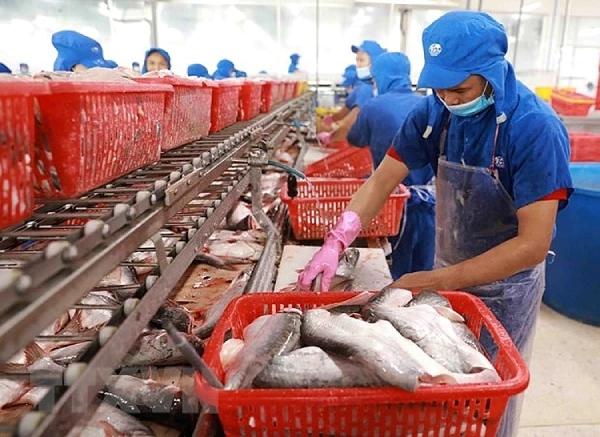 Xuất khẩu cá tra tăng trưởng tích cực, chế biến sâu bứt phá