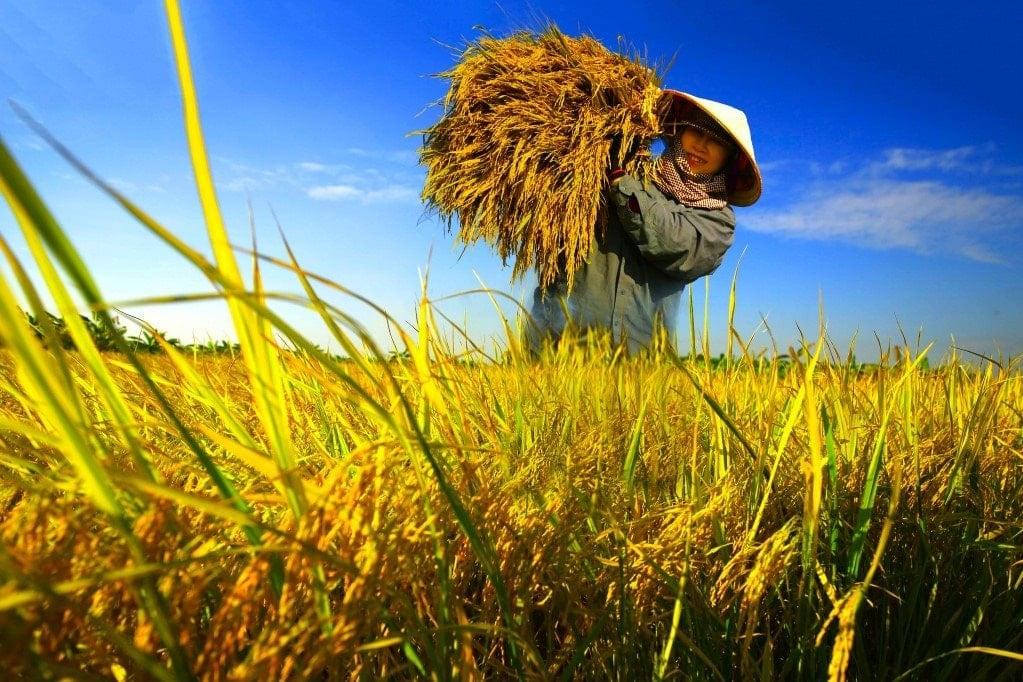 chia-khoa-xanh-dua-nong-san-viet-vao-sau-chuoi-gia-tri-toan-cau