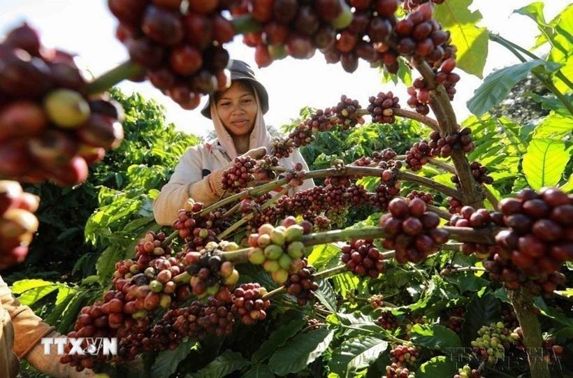 Xuất khẩu nông lâm thủy sản 6 tháng đầu năm tăng hơn 14%