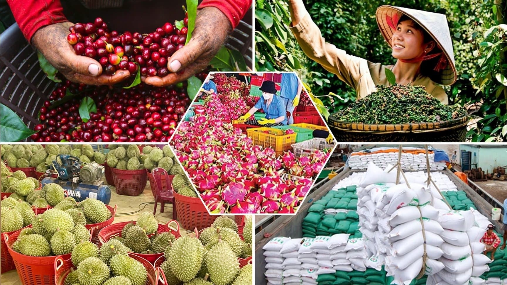 de-nganh-nong-san-viet-nam-but-pha-trong-nam-2026