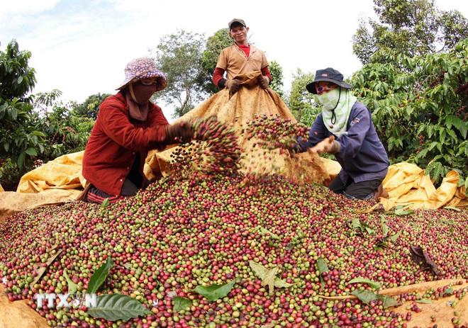 Thị trường nông sản tuần qua: Giá lúa, gạo chưa có dấu hiệu tăng trở lại