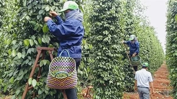 xuat-khau-ho-tieu-cua-viet-nam-tang-manh