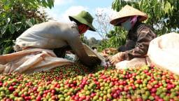 gap-go-thu-tu-co-hoi-vang-de-xuat-khau-ca-phe-viet-nam-len-so-1-the-gioi