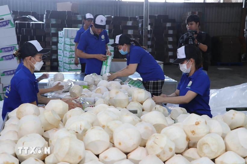 Dừa Việt hướng tới mốc 1,15 tỷ USD xuất khẩu trong năm nay