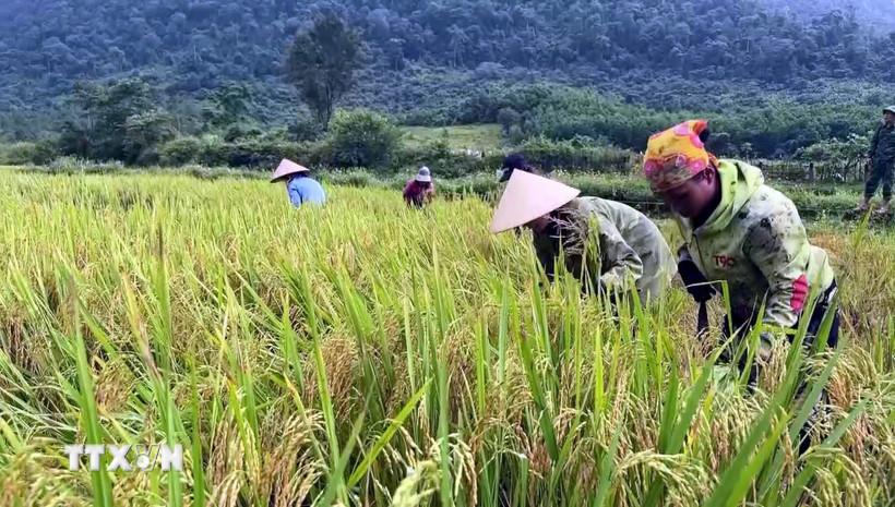 Giá lúa giảm, ngành nông nghiệp nêu các giải pháp hỗ trợ nông dân