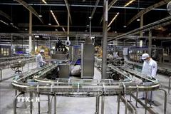 Hợp chất thay thế kháng sinh mở ra hướng đi bền vững cho ngành sữa toàn cầu