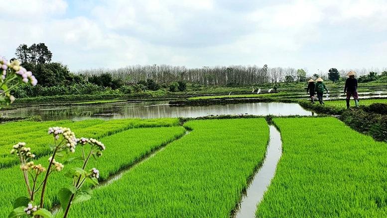 san-xuat-lua-giam-phat-thai-thay-doi-tu-nhung-canh-dong-bac-bo