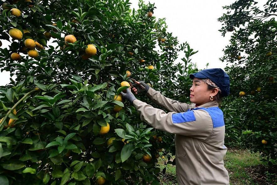 sua-chinh-sach-bao-hiem-nong-nghiep-nham-mo-rong-do-phu