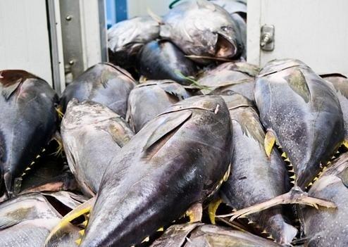 vasep-du-bao-xuat-khau-ca-ngu-sang-tay-ban-nha-se-tang-nhe