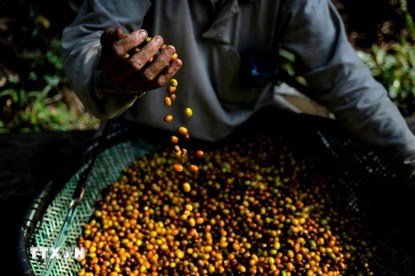 Thị trường hàng hóa nguyên liệu thế giới chấm dứt chuỗi 4 phiên tăng điểm