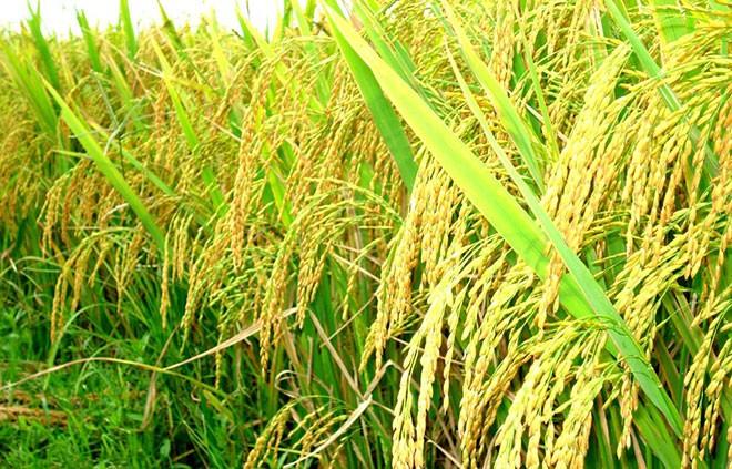 Doanh nghiệp nâng cao chất lượng gạo Việt xuất khẩu giữa cạnh tranh toàn cầu