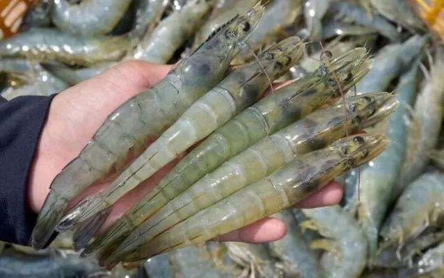 5-thi-truong-xuat-khau-tom-lon-nhat-cua-viet-nam