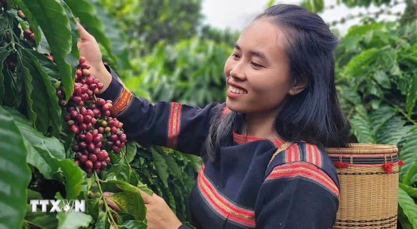 Xuất khẩu càphê Việt Nam 2025: Phá vỡ mọi kỷ lục, hướng tới cột mốc 8 tỷ USD