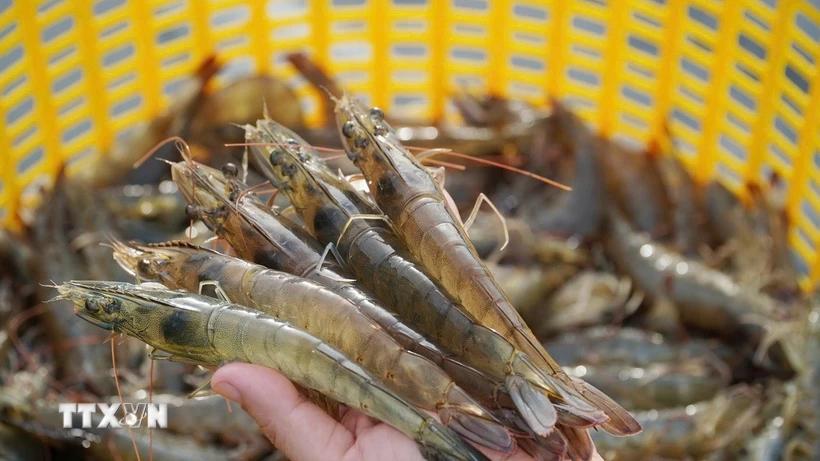 Tôm Việt vào cuộc đua xanh nâng giá trị trong chuỗi cung ứng thủy sản toàn cầu