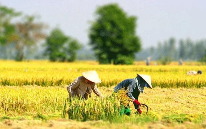 Doanh nghiệp có được chuyển đất trồng cây lâu năm thành đất ở?