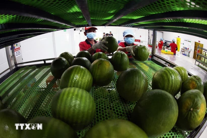 Gia cố "nền" chuỗi giá trị cho rau quả Việt Nam