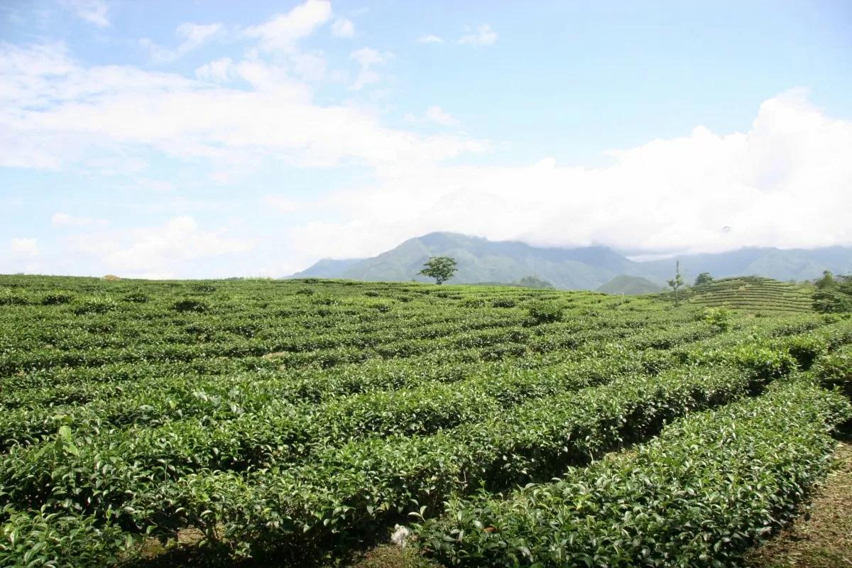 lai-chau-day-manh-phat-trien-cong-nghiep-che-bien