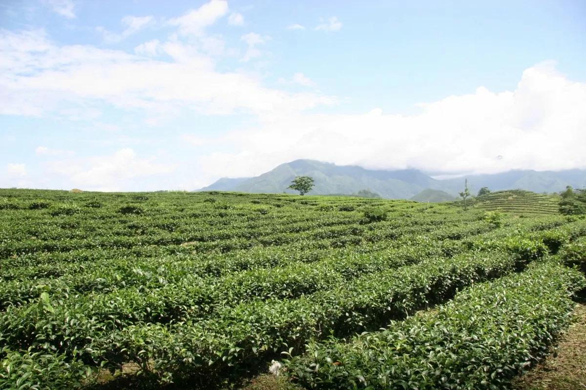 lai-chau-day-manh-phat-trien-cong-nghiep-che-bien