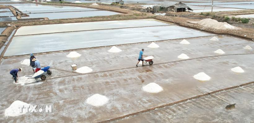 Cà Mau: Giá muối cao thúc đẩy người dân sản xuất vụ mới