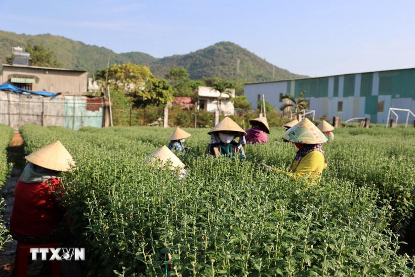 Thành phố Hồ Chí Minh: Các nhà vườn tất bật chuẩn bị phục vụ thị trường hoa Tết
