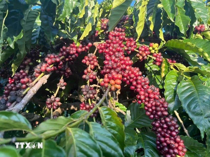 caphe-trong-con-bao-gia-tang-30-ke-tu-dau-nam-2025