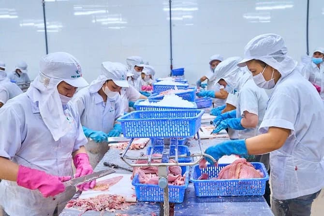 Giải pháp để cá tra Việt Nam tiếp tục vươn xa trên thị trường thế giới