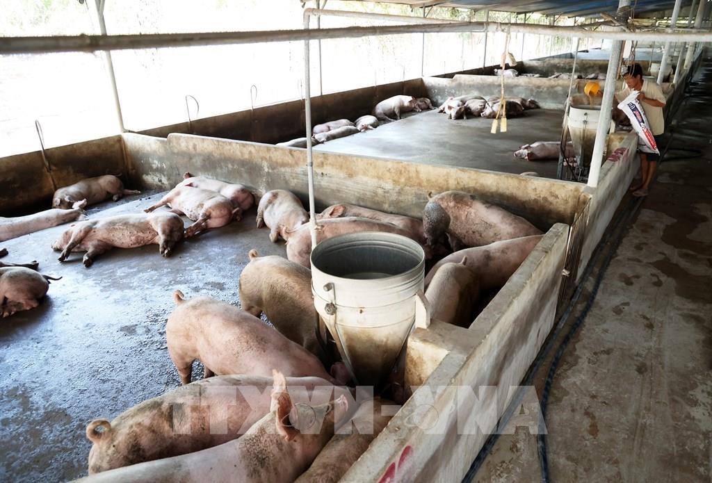 Các địa phương chủ động khôi phục đàn vật nuôi sau bão, lũ