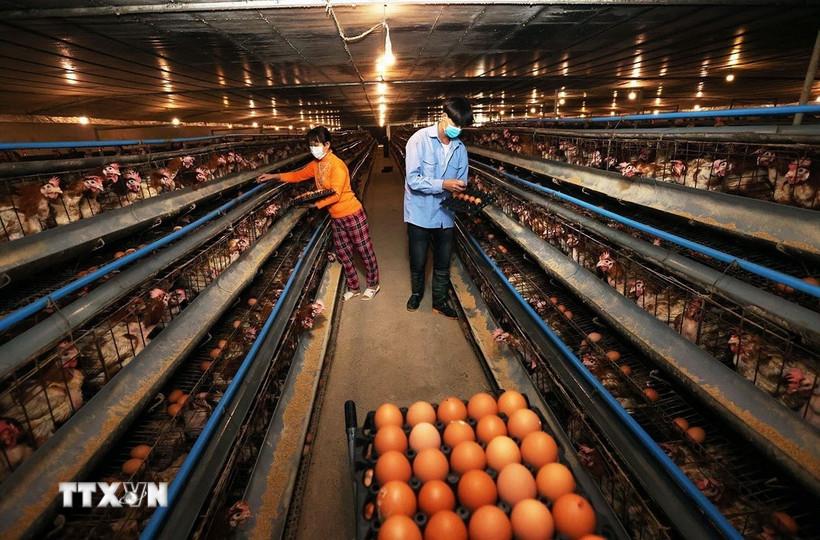 thu-tuong-thuc-day-san-xuat-kinh-doanh-phuc-vu-nhu-cau-tet-cua-nhan-dan