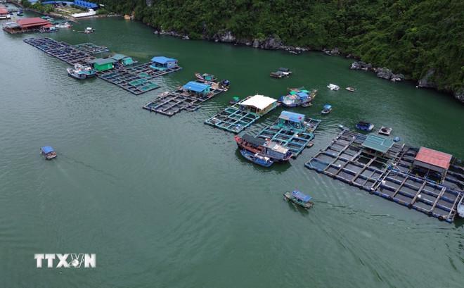 thuy-san-viet-nam-lap-ky-tich-vuot-bao-kep-phan-dau-xuat-khau-dat-115-ty-usd