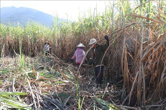 khanh-hoa-nhieu-chinh-sach-ho-tro-nguoi-dan-san-xuat-va-tieu-thu-mia