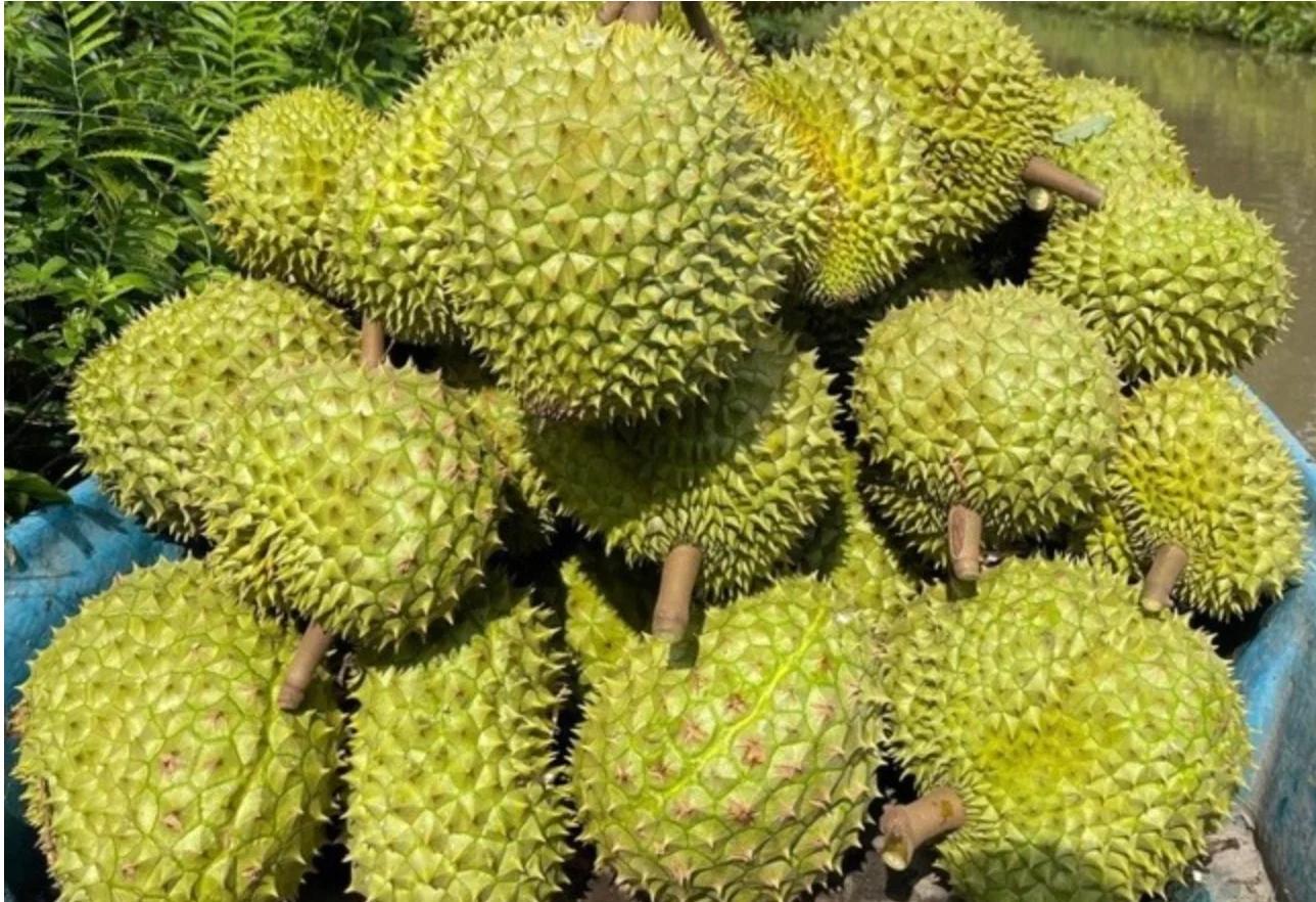 Sầu riêng Việt Nam có thêm đối thủ tại thị trường Trung Quốc