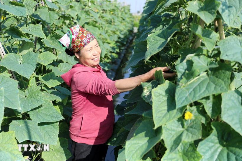 ca-nuoc-co-hon-35000-hop-tac-xa-voi-gan-6-trieu-thanh-vien-tham-gia