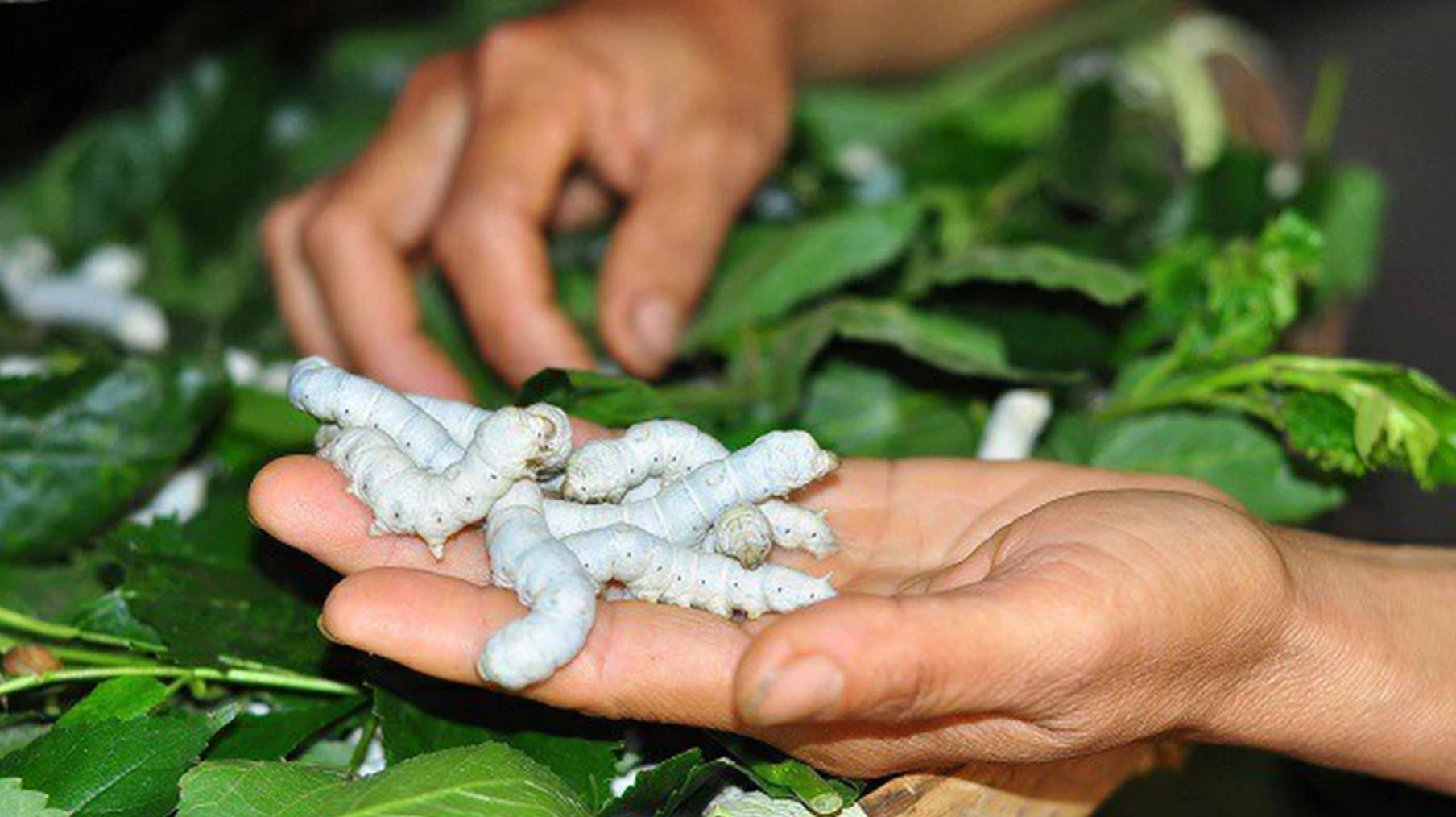 cap-tin-chi-carbon-cho-nganh-trong-dau-nuoi-tam