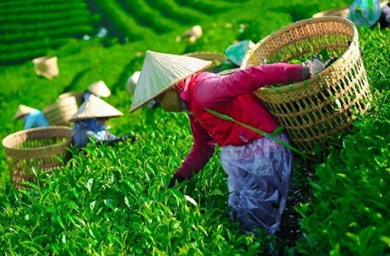 Khẩn trương 'mở lối' cho gần 500 container chè Việt Nam bị ùn ứ tại Pakistan