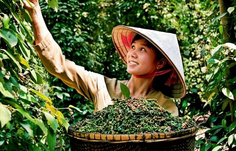 Quy tắc xuất xứ hàng hóa, chìa khóa ưu đãi FTA cho hồ tiêu Việt