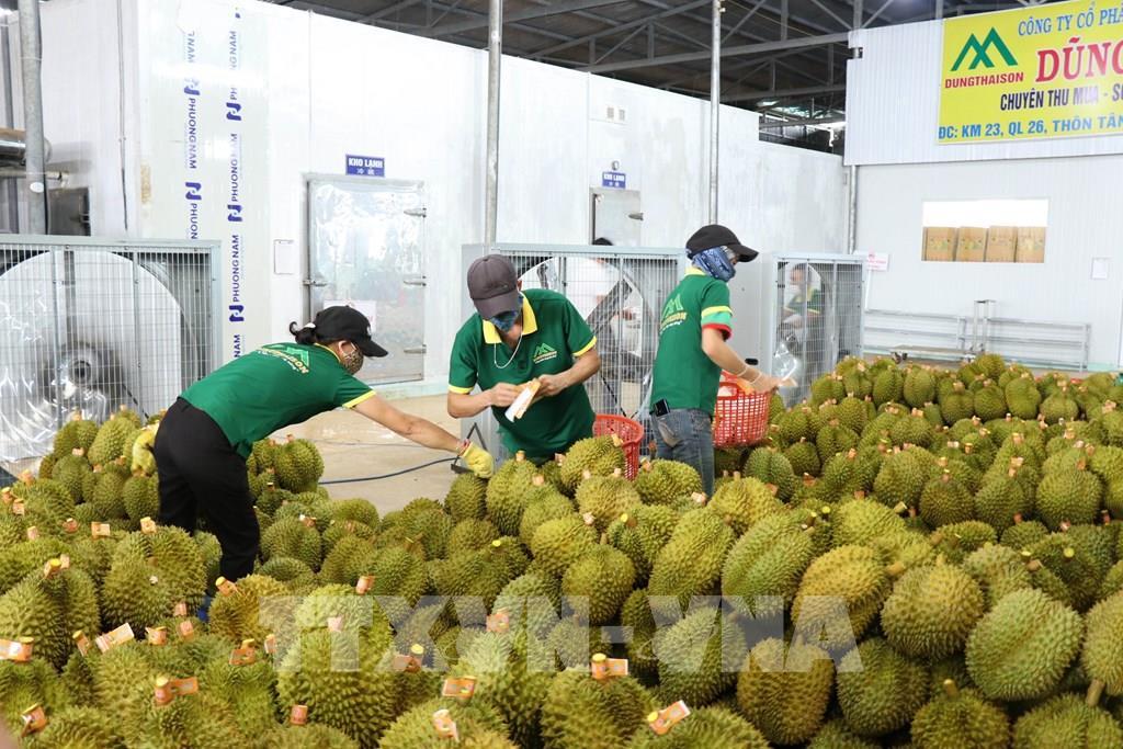 EU nâng tần suất kiểm tra sầu riêng Việt Nam lên 20%