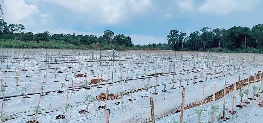 xanh-hoa-nganh-luong-thuc-thuc-pham-de-thuc-day-xuat-khau